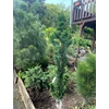 Kép 2/3 - Hamisciprus oregoni - Chamaecyparis lawsoniana 'Wissel's Saguaro' 100/125cm T60cm FL