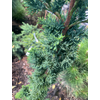 Kép 3/3 - Hamisciprus oregoni - Chamaecyparis lawsoniana 'Wissel's Saguaro' 30/40cm T30cm FL