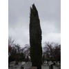 Kép 2/2 - Ciprus európai fagytűrő szelekció - Cupressus sempervirens 'MPH Őrség' 80/100cm FL