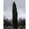 Kép 2/2 - Ciprus európai fagytűrő szelekció - Cupressus sempervirens 'MPH Őrség' 80/100cm FL