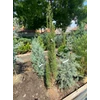Kép 1/2 - Cupressus sempervirens 'Vörös'