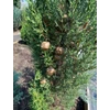 Kép 2/2 - Ciprus európai - Cupressus sempervirens 'Vörös' 175/200cm FL