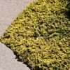 Kép 1/2 - Juniperus horizontalis 'Mother Lode' 