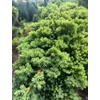 Kép 2/2 - Boróka kúszó törpe zöld törzses - Juniperus procumbens 'Nana' 30/40cm T80cm FL