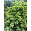 Kép 2/2 - Boróka kúszó törpe zöld törzses - Juniperus procumbens 'Nana' 30/40cm T80cm FL