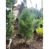 Kép 1/2 - Pinus nigra 'Duci'