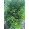 Kép 2/2 - Feketefenyő oszlopos - Pinus nigra 'Duci' 30/40cm FL