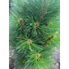 Kép 2/2 - Feketefenyő oszlopos - Pinus nigra 'Duci' 30/40cm FL