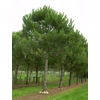 Kép 1/3 - Pinus pinea
