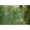 Kép 2/3 - Mandulafenyő európai - Pinus pinea 150/175cm K10l