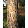 Kép 3/3 - Mandulafenyő európai - Pinus pinea 150/175cm K10l