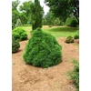 Kép 1/2 - Pinus sylvestris 'Moseri'