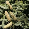 Kép 2/2 - Jegenyefenyő andalúziai - Abies pinsapo 100/125cm K20l