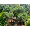 Kép 1/2 - Juniperus chinensis