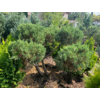 Kép 1/2 - Juniperus chinensis