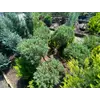 Kép 2/2 - Boróka kínai - Juniperus chinensis 150/175cm Pom Pom FL
