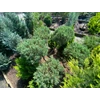 Kép 2/2 - Boróka kínai - Juniperus chinensis 150/175cm Pom Pom K50l