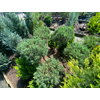Kép 2/2 - Boróka kínai - Juniperus chinensis 150/175cm Pom Pom FL