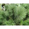 Kép 1/2 - Pinus 'Mexicana'