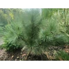 Kép 2/2 - Pinus 'Mexicana'