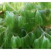 Kép 1/2 - Pinus patula