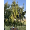Kép 2/2 - Fenyő mexikói síró - Pinus patula 40/60cm K3l