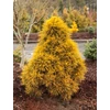 Kép 2/2 - Erdeifenyő törpe - Pinus sylvestris 'Moseri' 10/20cm FL