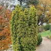 Kép 1/2 - Taxus baccata 'David'