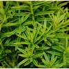 Kép 2/2 - Tiszafa oszlopos sárga tarka - Taxus baccata 'David' 80/100cm FL