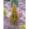Kép 1/2 - Thuja orientalis 'Paprika'