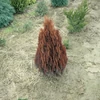 Kép 2/2 - Tuja keleti oszlopos arany - Thuja orientalis 'Paprika' 175/200cm Fl
