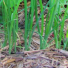 Kép 3/3 - Hagyma új vetőmag - Allium fistulosum 'Bajkal' 2g