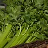 Kép 3/3 - Zeller száras különleges zöldség vetőmag - Apium graveolens 'Szárzeller zöld' 1g