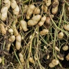 Kép 3/3 - Földimogyoró különleges zöldség vetőmag - Arachis hypogaea 100g