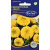 Kép 1/3 - Tagetes erecta