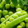 Kép 2/3 - Vetőmag "Borsó Béci" gyerekkertészeknek - Pisum sativum 'Kelvedon csodája' 50g