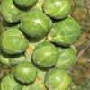Kép 3/3 - Kelbimbó zöldség vetőmag - Brassica gemmifera 'Rosella' 2g