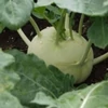 Kép 3/3 - Karalábé fehér zöldség vetőmag - Brassica gongyloides 'Csemege Fehér' 1g