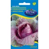 Kép 1/2 - Brassica oleracea rubra 'Kalibos'