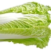Kép 3/3 - Kel leveles különleges zöldség vetőmag - Brassica oleracea convar. acephala 'Kadet' 2g