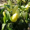 Kép 3/3 - Paprika édes fehér zöldség vetőmag - Capsicum annuum 'Fehérözön' 0,5g
