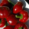 Kép 3/3 - Paprika cseresznye zöldség vetőmag - Capsicum annuum 'Koral' 0,5g