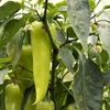 Kép 3/3 - Paprika törpe különleges zöldség vetőmag - Capsicum annuum 'Hamik' 0,25g
