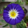 Kép 3/3 - Hajnalka törpe virág vetőmag mix - Convolvulus tricolor 2g
