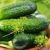 Kép 3/3 - Uborka fürtös zöldség vetőmag - Cucumis sativus 'Delicates' 2g
