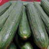 Kép 3/3 - Uborka kígyó zöldség vetőmag - Cucumis sativus 'Kínai kígyó' 2g