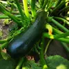 Kép 3/3 - Cukkini zöldség vetőmag zöld - Cucurbita pepo giromontia 'Black Beauty' 50g