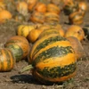 Kép 3/3 - Tök olajtök különleges zöldség vetőmag - Cucurbita pepo oliferae 'Olga' 2g