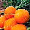 Kép 2/2 - Vetőmag "Sárgarépa Sanyi" gyerekkertészeknek - Daucus carota 'Rondo' 3g