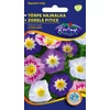 Kép 1/3 - Convolvulus tricolor